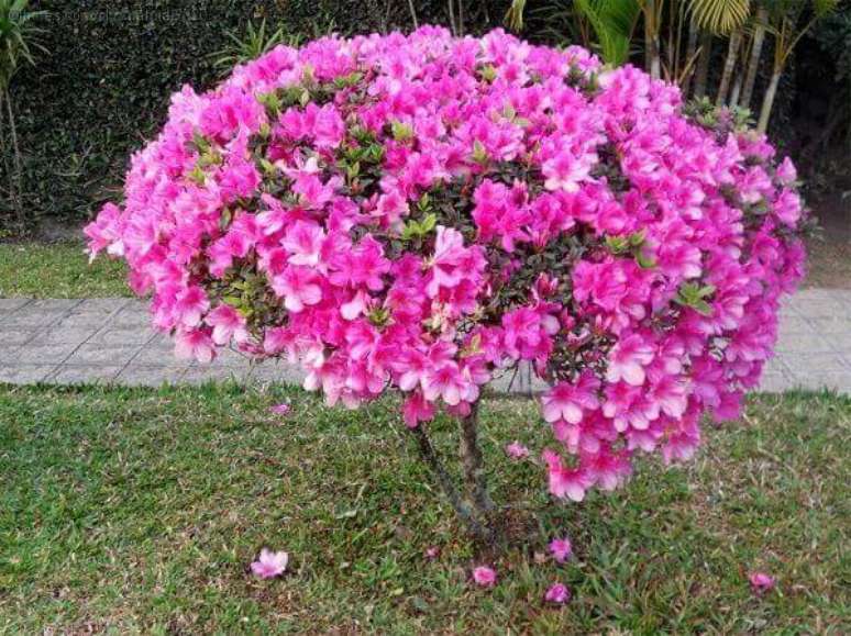 5- A azaleia é uma planta ornamental muito utilizada para decorar área externa. Fonte: Pixabay