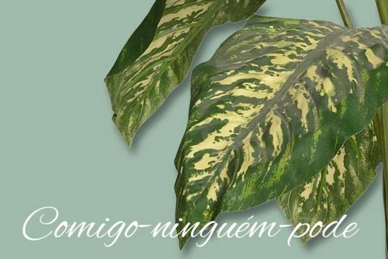 Folhas da planta comigo-ninguém-pode. Nome da planta escrito no canto inferior da imagem. -