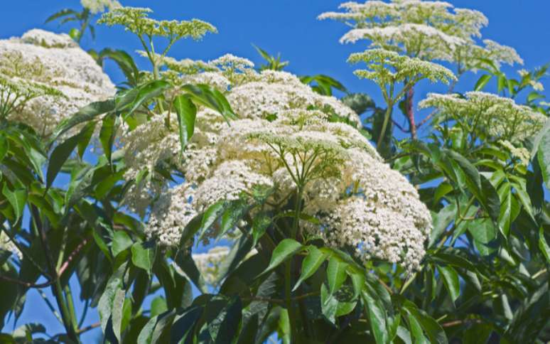 Sabugueiro, a planta que alivia os sintomas da gripe