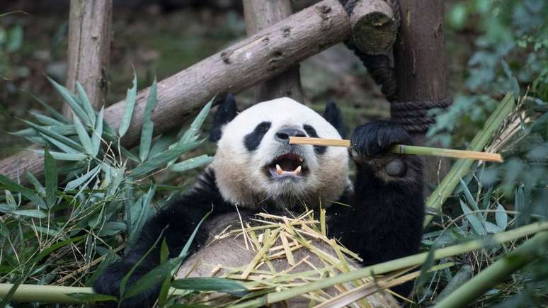 Os esfor&ccedil;os chineses para recriar e repovoar florestas de bambu ajudaram a salvar os pandas gigantes da extin&ccedil;&atilde;o