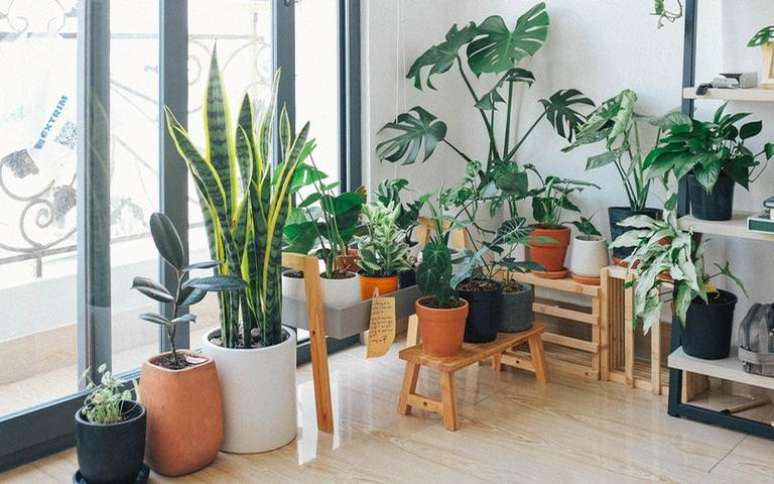 A decoração com plantas é uma maneira de energizar os cômodos da casa -