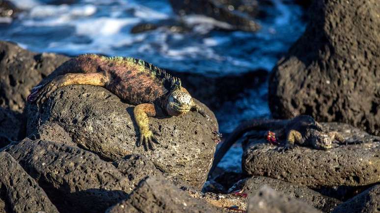 O rafting pode explicar por que certas ilhas — Galápagos, por exemplo — abrigam espécies como iguanas marinhas, e outras não