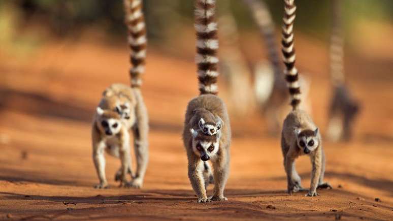 Os lêmures chegaram a Madagascar há cerca de 20 milhões de anos, muito depois da ilha ter se separado do continente