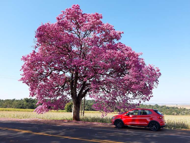 Fiat Argo.