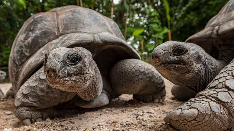 As tartarugas gigantes podem sobreviver semanas sem água, o que significa que poderiam ter sobrevivido a longas viagens de jangada pelo oceano