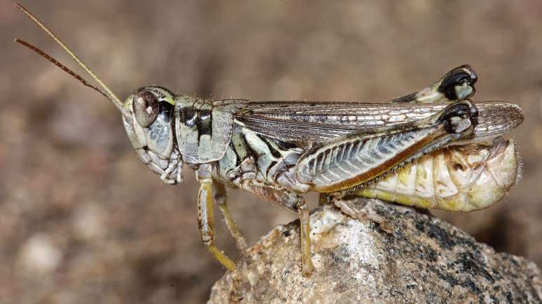 Gafanhotos são comuns na região Oeste dos EUA, mas, segundo cientistas, houve uma explosão na população desses insetos neste ano, agravada pela seca e ondas de calor históricas