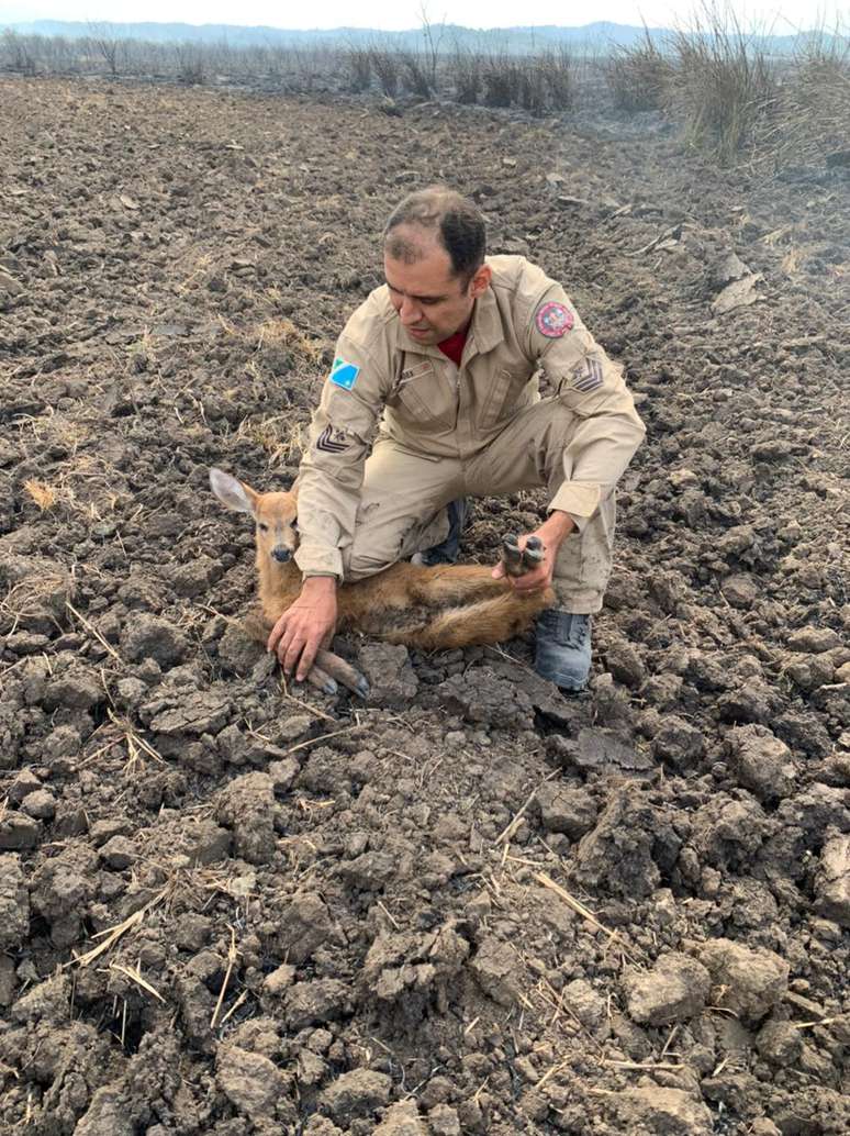 Após bombeiros constatarem que não havia lesões graves, filhote de cervo foi liberado em seu habitat