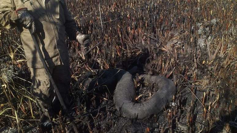 Sucuri de 5,5 metros morreu carbonizada em meio ao fogo