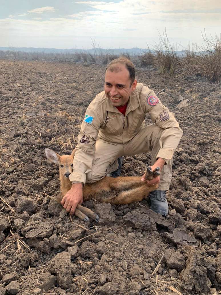 Filhote de cervo foi resgatado em meio a área atingida pelos incêndios em Bonito