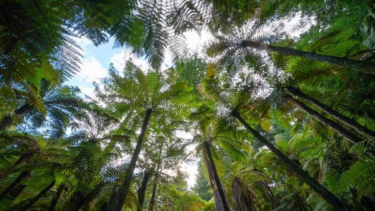 Uma nova pesquisa mostra que paisagens sonoras de florestas, rios e campos contribuem para nosso bem-estar, mesmo quando são puramente digitais