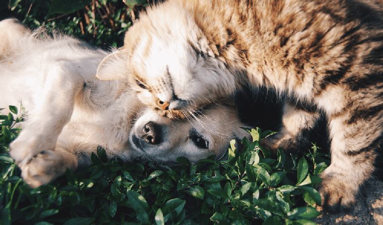 florais para animais de estimação