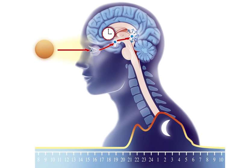 A luz solar modula a produção de melatonina na glândula pineal