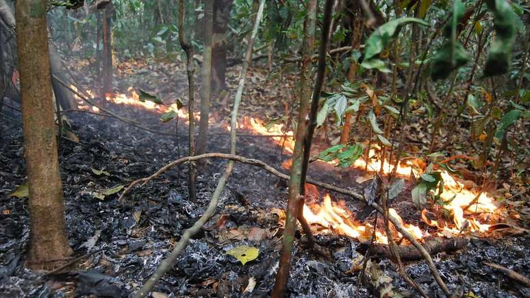 Incêndios florestais na Amazônia são feitos de fogos bem pequenos, com chamas de 30 cm de altura que se movem muito devagar durante dias e dias de queima
