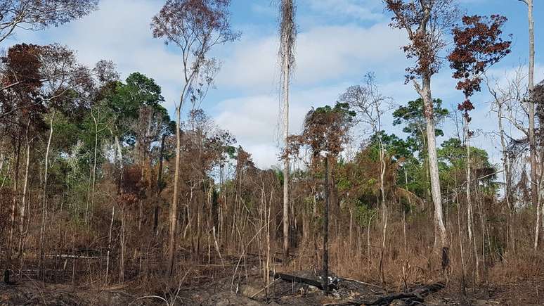 Floresta afetada pela seca e fogos na região de Santarém durante o El Niño em 2015