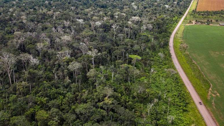 Queimada de floresta amazônica ao lado da BR 163 no Pará deixou grande número de árvores mortas (na imagem, sem folhas e esbranquiçadas)