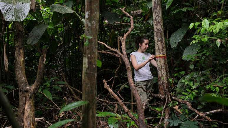 Autora principal do estudo, Erika Berenguer, monitora árvores em uma floresta amazônica queimada durante o El Niño de 2015