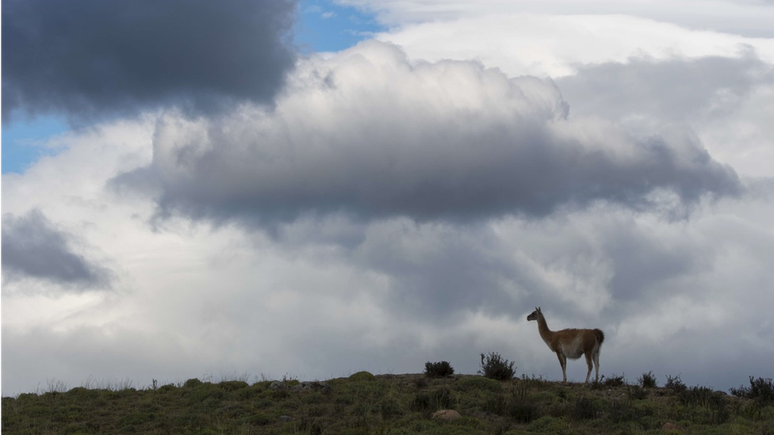 Os guanacos, 'primos das lhamas', fazem parte da fauna do Parque Nacional da Patagônia.