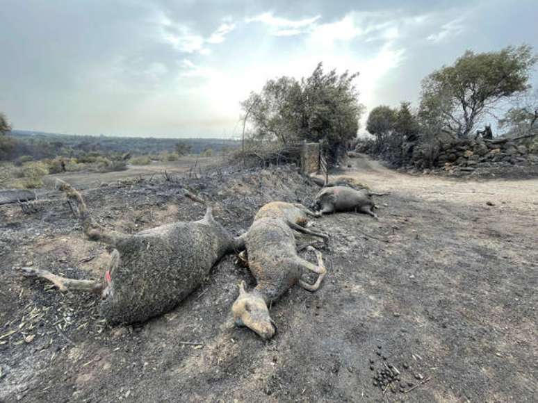 Destruição provocada por incêndios na Sardenha