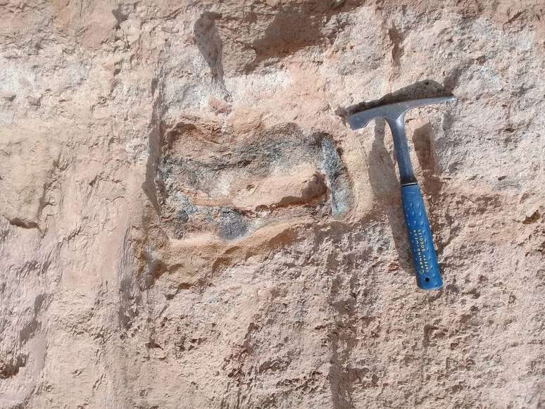 Detalhe do fóssil, identificado como parte do fêmur de um titanossauro, encravado na rocha