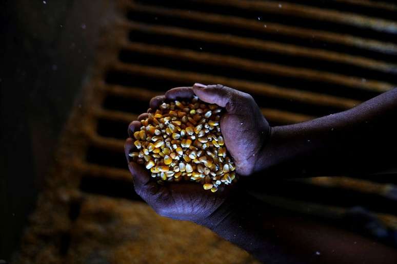 Grãos de milho após colheita da "safrinha" 
26/07/2017
REUTERS/Nacho Doce