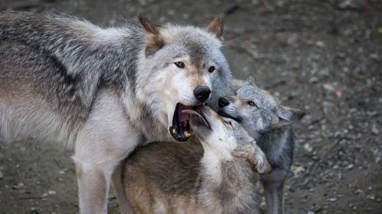 Os lobos lambem o interior da boca uns dos outros para implorar por comida ou como um ato de submissão