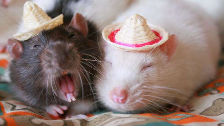 Os ratos têm dentes com crescimento contínuo e a mordida mais eficaz de todos os roedores, uma possível razão para seu sucesso — e sua capacidade de destruir móveis