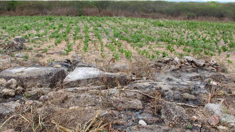 Plantação de palma em área recém-queimada em Alagoas