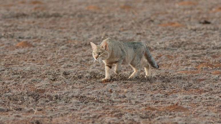 Muitas das características encontradas em gatos de estimação foram herdadas de seus ancestrais selvagens, que ainda vivem em montanhas, pradarias e florestas da África do Sul à Mongólia