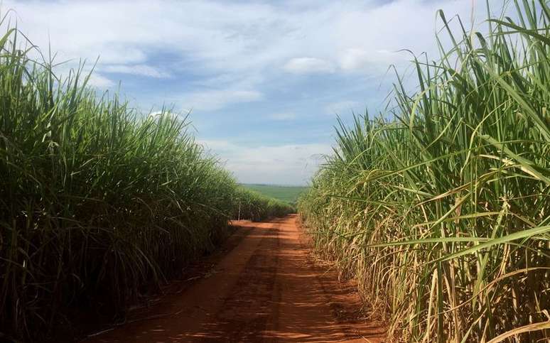 Campo de cana-de-açúcar em Ribeirão Preto, Brasil. 
01/05/2019 
REUTERS/Marcelo Teixeira