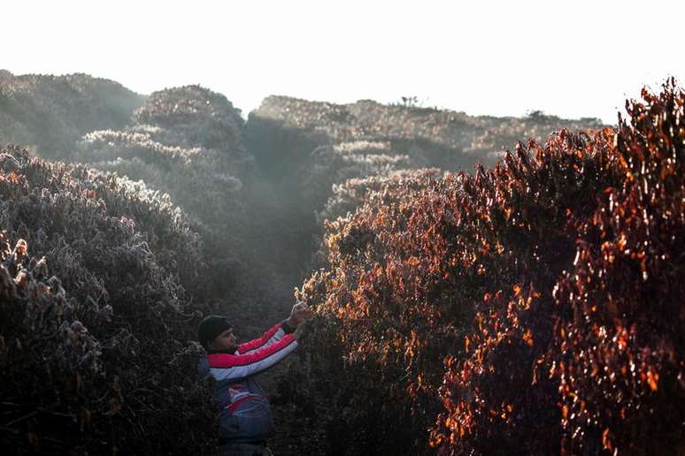 Cafezal afetado por geadas em Varginha (MG) 
30/07/2021
REUTERS/Roosevelt Cassio