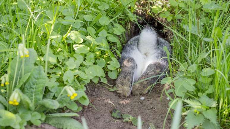 Os coelhos gostam de manter as rotas de fuga livres de detritos, raízes e galhos — ou, se morarem em casas, de itens domésticos como cabos elétricos