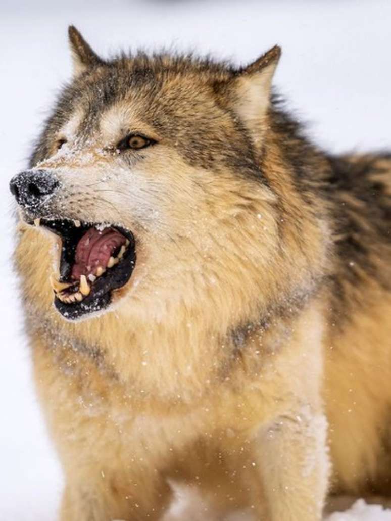 Os lobos podem latir, embora não o façam com muita frequência