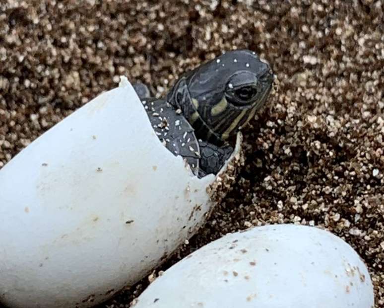 Cientista de Michigan (EUA) retira ovos de tartaruga atropelada