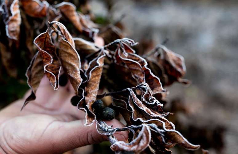 Caf&eacute; atingido por geada em Varginha (MG)
30/07/2021
REUTERS/Roosevelt Cassio