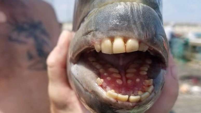 Acredita-se que criatura, capturada na Carolina do Norte, seja peixe-ovelha