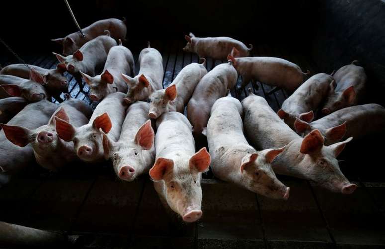 Criação de suínos em Carambeí (PR) 
06/09/2018
REUTERS/Rodolfo Buhrer