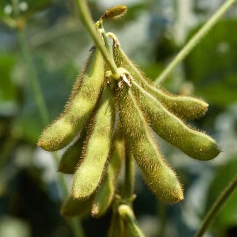 Brasil &eacute; o maior produtor mundial de soja