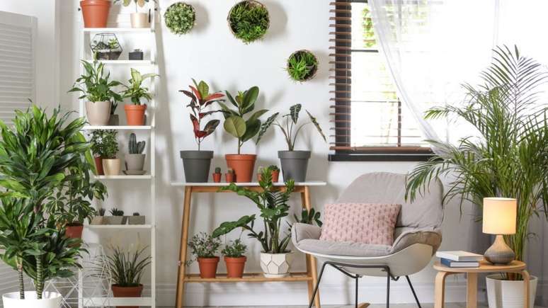 Plantas para você deixar a sua casa mais verde!