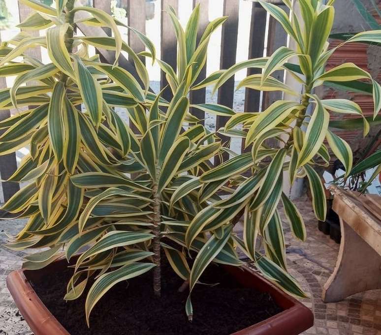 Reprodu&ccedil;&atilde;o / Instagram @jardimraiz