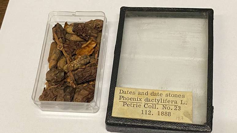 Sementes e partes de frutas de tamareiras com cerca de 2 mil anos encontradas pelo arqueólogo Flinders Petrie por volta de 1920 em Luxor, parte da Coleção Botânica Econômica dos Jardins de Kew
