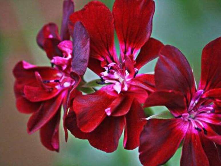 46. Como cuidar de ger&acirc;nio &ndash; Foto Minhas Plantas