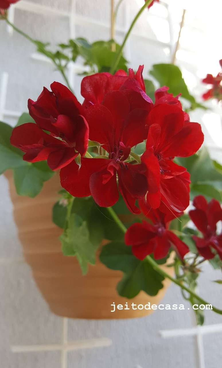 42; Vaso de ger&acirc;nio vermelho pendente &ndash; Foto Pinterest