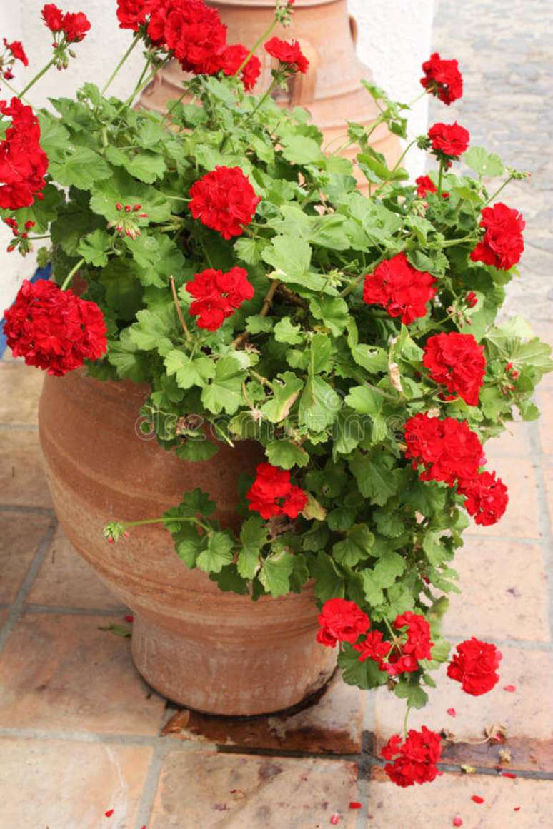 36. Quintal decorado com vasos de ger&acirc;nio vermelho &ndash; Foto Dreamstime