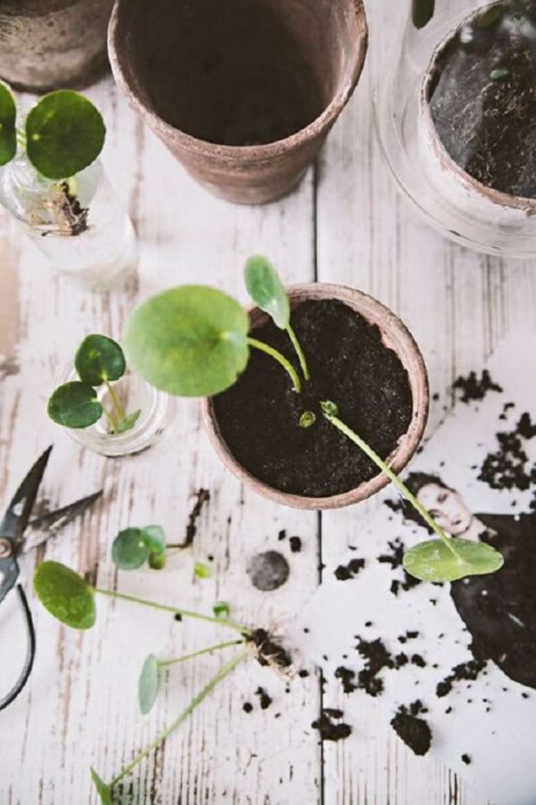 23. Aprenda como fazer mudas de Pilea. Fonte: Pinterest