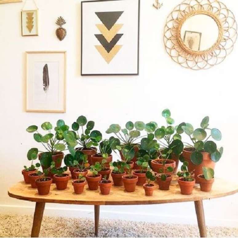 35. A Pilea peperomioides gosta de umidade. Fonte: Pinterest