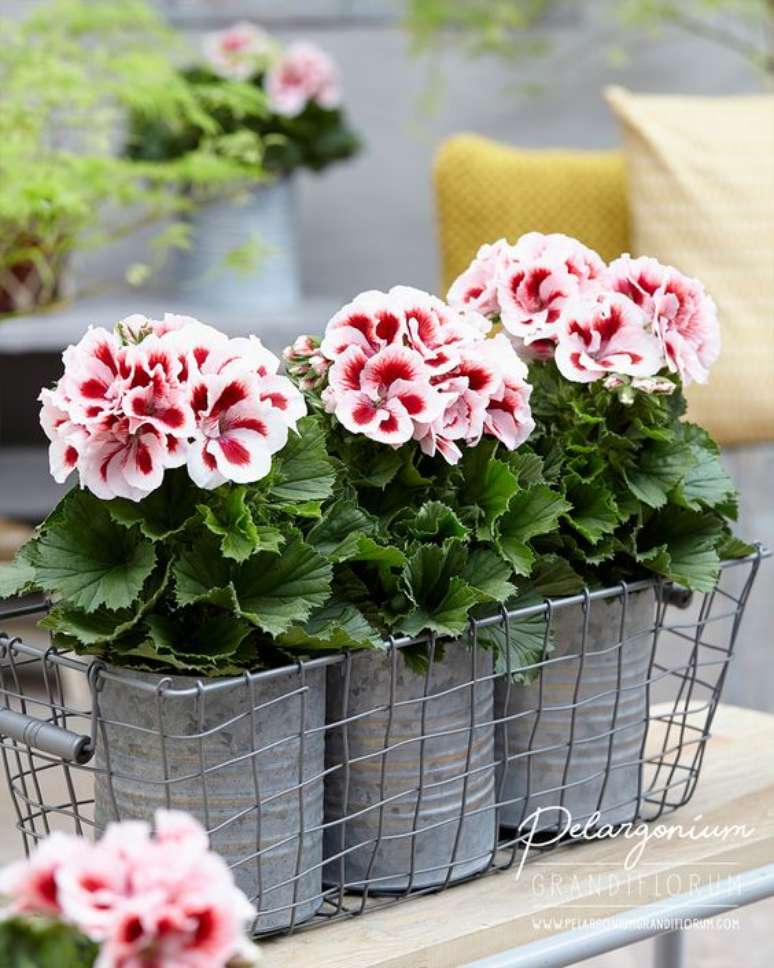 32. Jardim decorado com gerânio em rosa e branco – Foto Pelargonium Grandi Florum