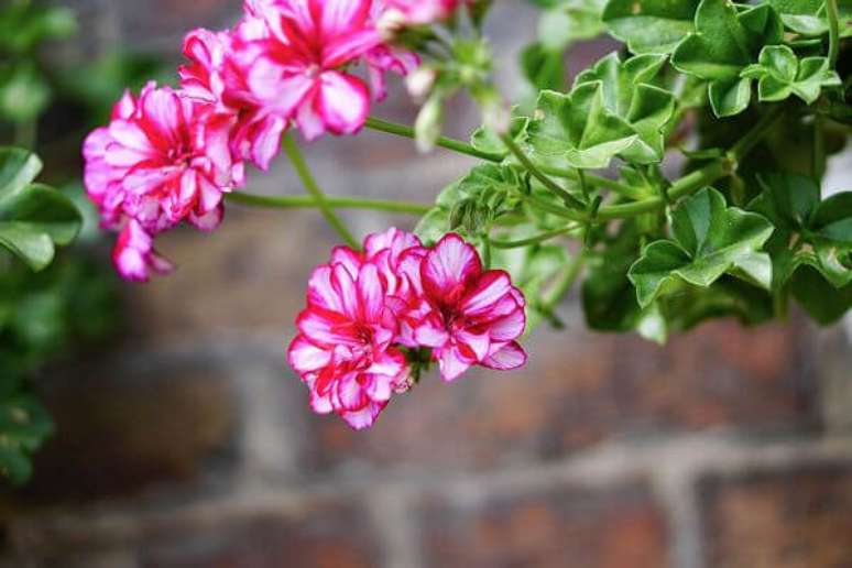 2. Aproveite o gerânio em rosa para alegrar a fachada da sua casa – Foto Sitio da Mata
