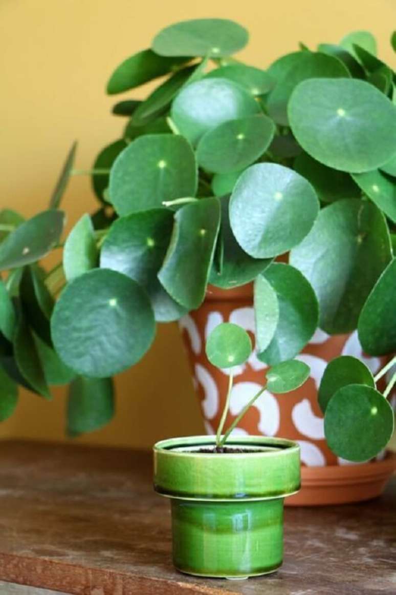 18. É difícil não se encantar coma folhagem da Pilea peperomioides. Fonte: Pinterest