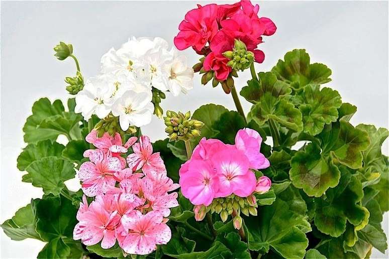 1. Gerânios em tons de rosa e branco são perfeitos para decorar seu jardim – Foto Flor de Janaúba