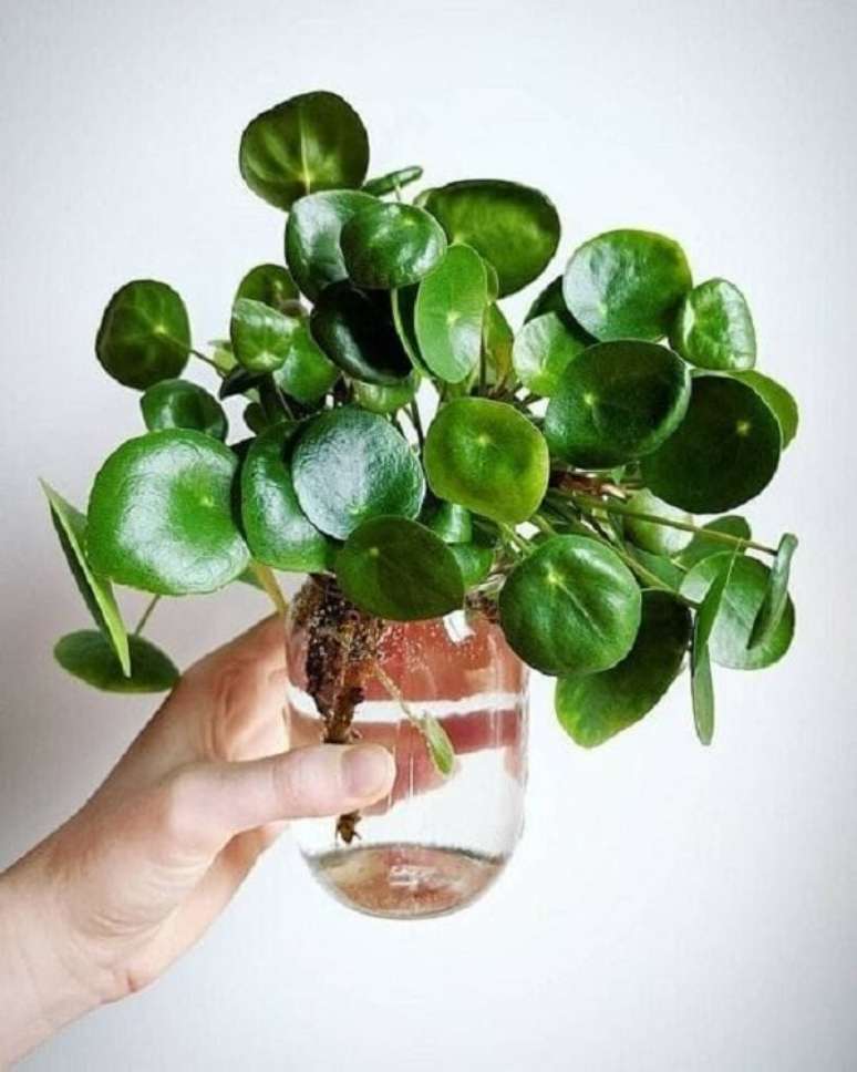 21. A planta Pilea também é uma boa opção para se cultivar na água. Fonte; Pinterest